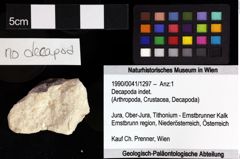 Foto (Objket + Etiketten) von Decapoda indet. 